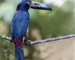 Pteroglossus torquatus