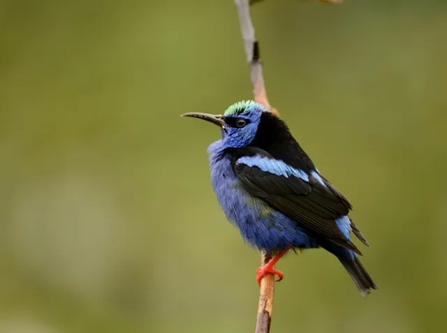 Aguas Claras De Upala
