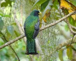 Trogon aurantiiventris