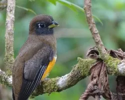 Trogon aurantiiventris