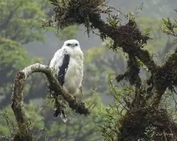 Pseudastur albicollis