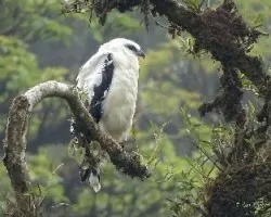 Pseudastur albicollis