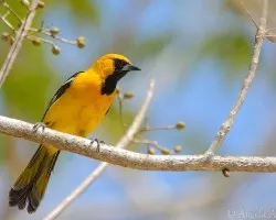 Icterus auratus