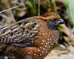 Odontophorus guttatus