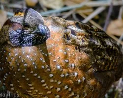 Odontophorus guttatus