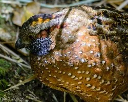 Odontophorus guttatus