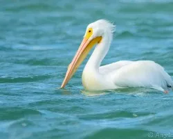 Pelecanus erythrorhynchos