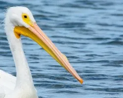 Pelecanus erythrorhynchos