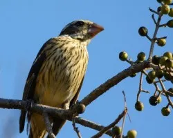 Pheucticus ludovicianus