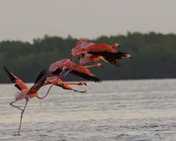 Phoenicopterus ruber