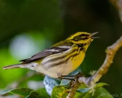 Dendroica townsendi