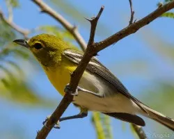 Vireo flavifrons