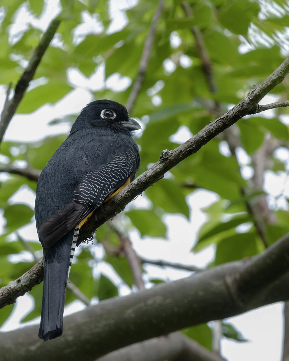 Los Ãngeles De Atenas