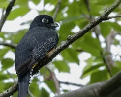 Trogon caligatus
