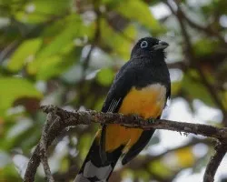 Trogon melanocephalus