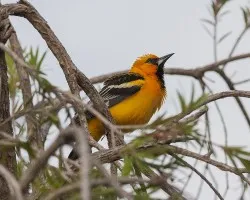 Icterus pustulatus
