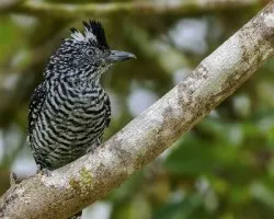 Thamnophilus doliatus