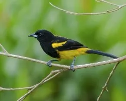 Icterus prosthemelas