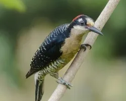 Melanerpes pucherani