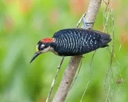 Melanerpes pucherani