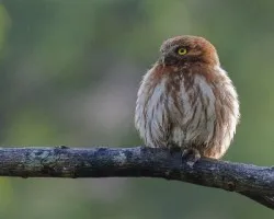 Glaucidium brasilianum