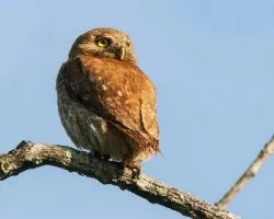 Glaucidium brasilianum