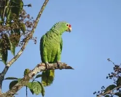 Amazona autumnalis