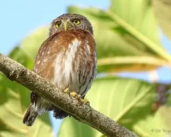 Glaucidium griseiceps