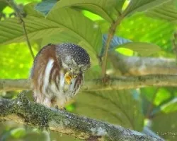 Glaucidium griseiceps