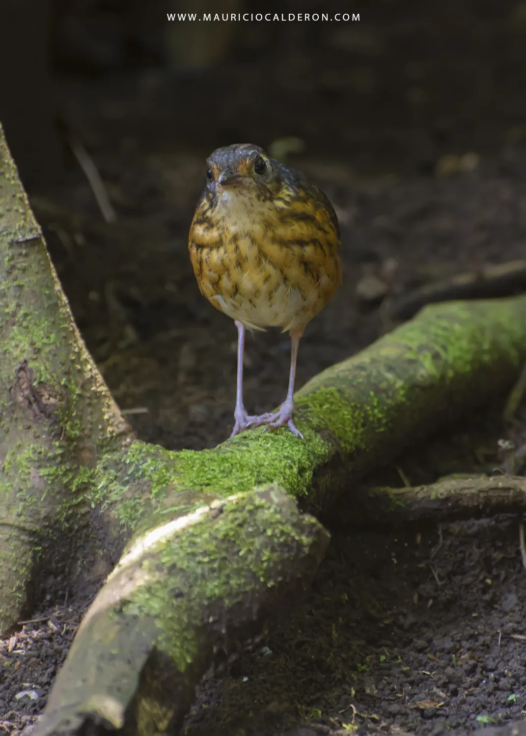 La Unión De Guapiles