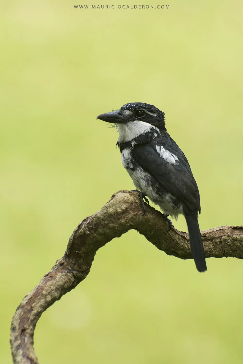 La Unión De Guapiles