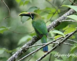 Aulacorhynchus prasinus