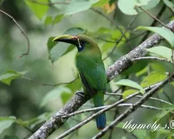 Aulacorhynchus prasinus