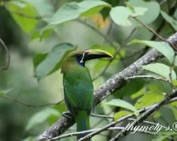 Aulacorhynchus prasinus