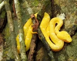 Bothriechis schlegelii