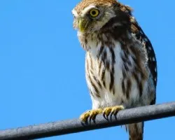 Glaucidium minutissimum