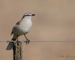 Mimus saturninus