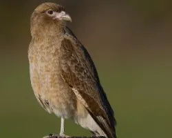 Milvago chimango
