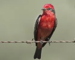 Pyrocephalus rubinus