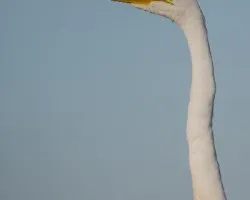 Ardea alba