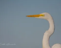 Ardea alba