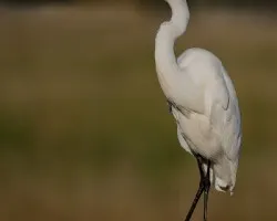 Ardea alba