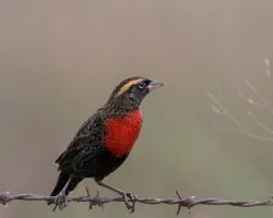 Sturnella superciliaris