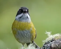 Chlorospingus pileatus
