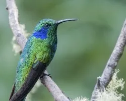Colibri thalassinus