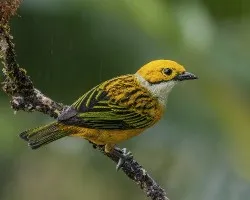 Tangara icterocephala