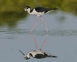 Himantopus mexicanus