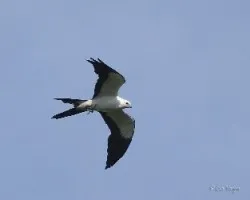 Elanoides forficatus