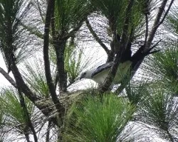 Elanoides forficatus