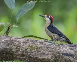 Melanerpes pucherani